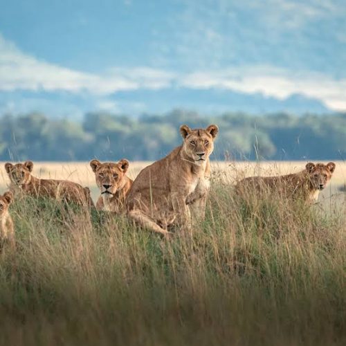 Maasai Mara National Reserve