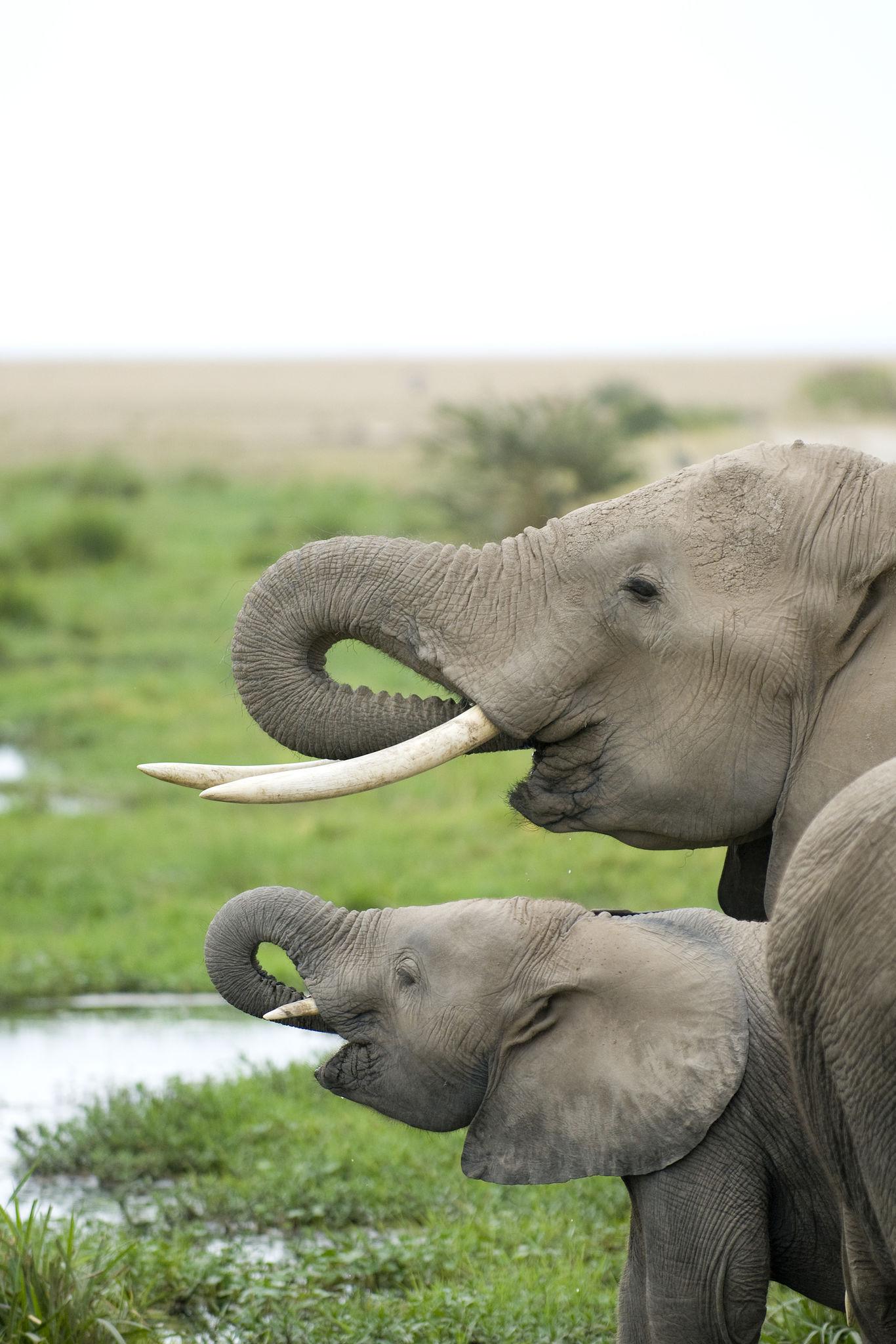 Amboseli